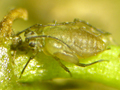 Dysaphis gallica